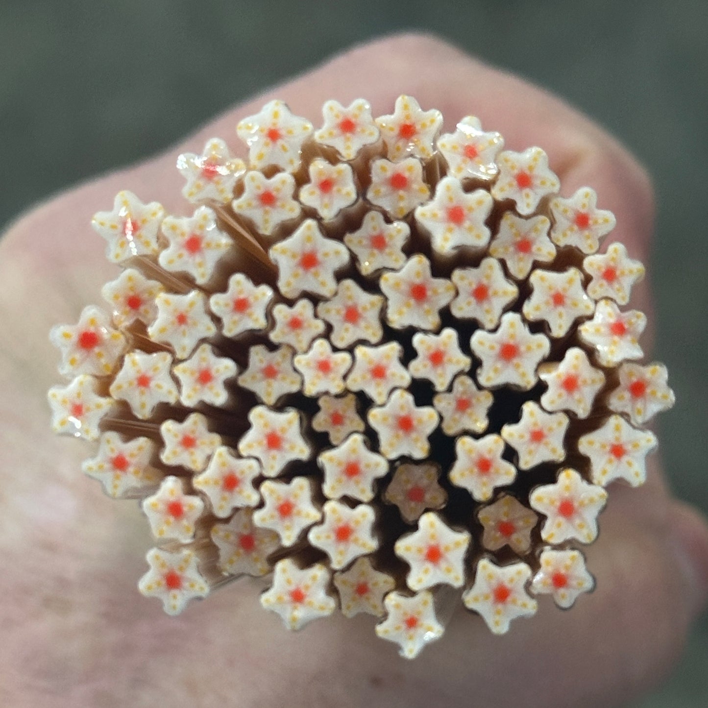 Tiny Brielle Flowers 1oz coe 90 Flower Murrini TINY RODS (FOUR)