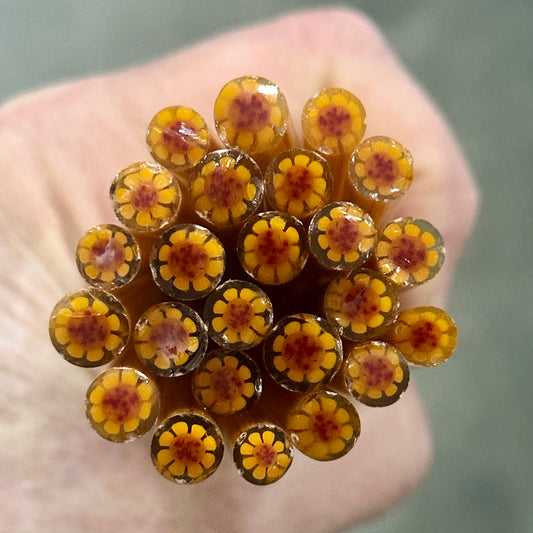 Mocha Daisy coe 90 Flower Murrini SINGLE ROD