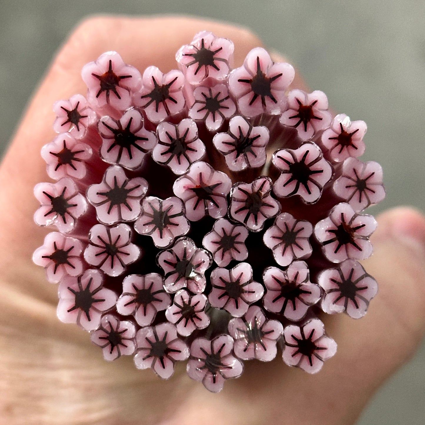 Cherry Blossom Flower coe 90 Murrini SINGLE ROD