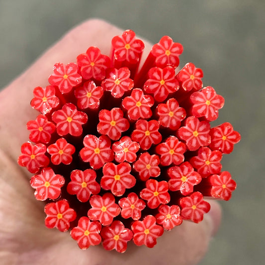 Christmas Flower coe 90 Flower Murrini SINGLE ROD