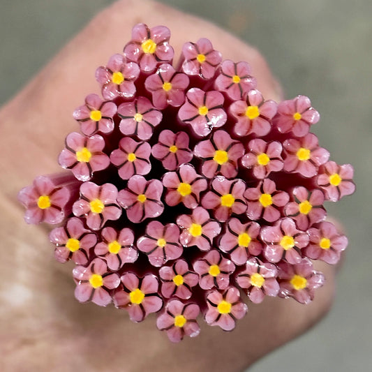 Dreamy coe 90 Flower Murrini SINGLE ROD