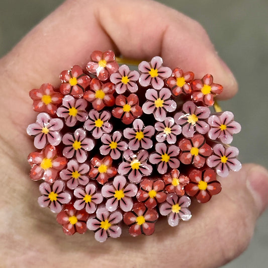Duos SERENITY coe 90 Flower Murrini TWO 2" ROD SET