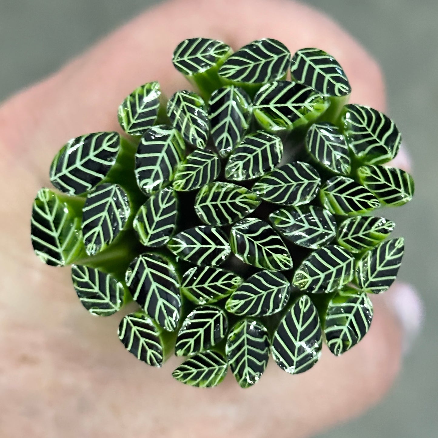 Leaf Mix, 1.5oz, coe 90 Design Murrini SLICES ~ 1st Release