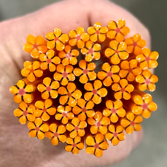 Fuzzy Navel coe 90 Flower Murrini SINGLE ROD