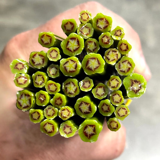 Geranium Leaves coe 90 Leaf Murrini SINGLE ROD