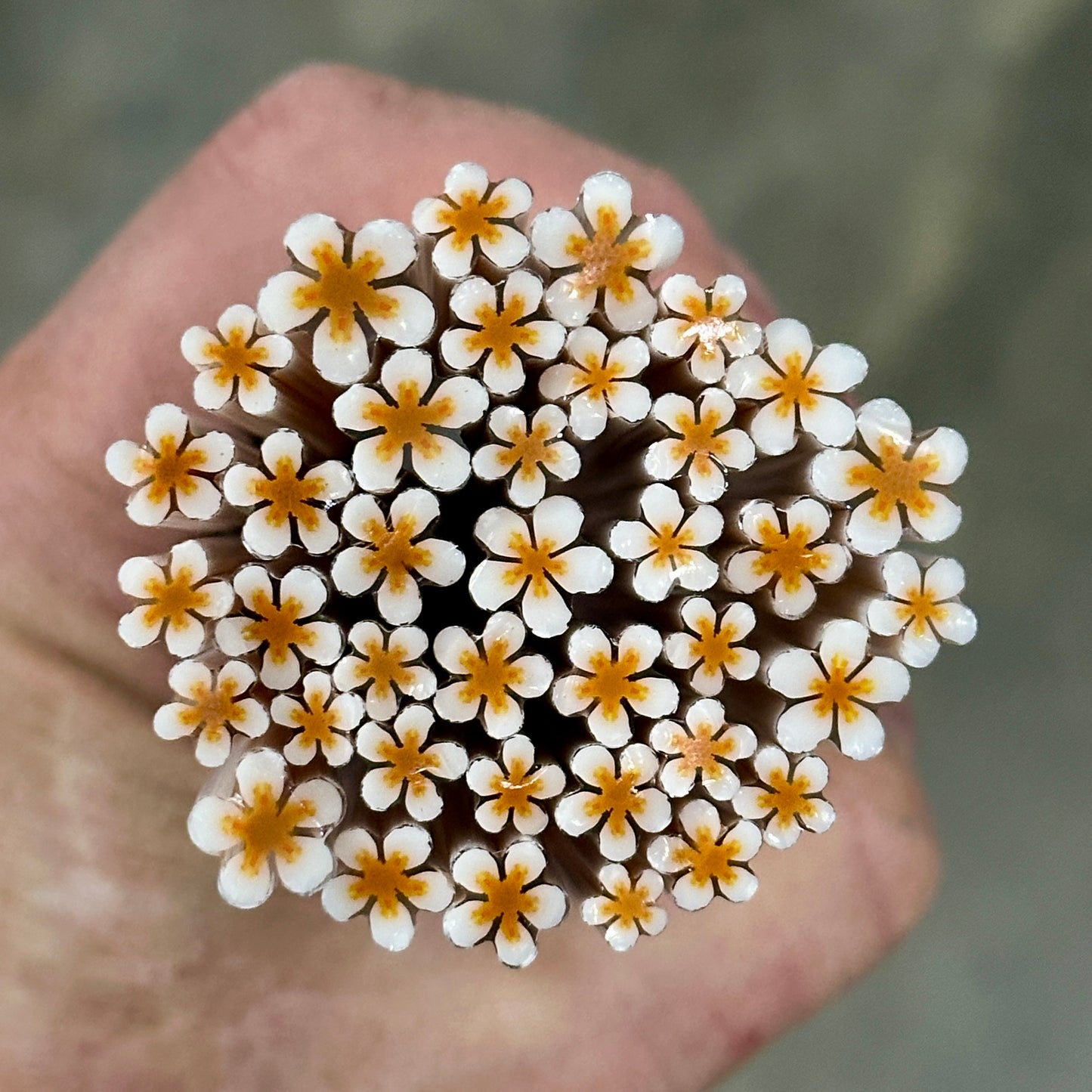 Golden Wildflower coe 90 Flower Murrini SINGLE ROD