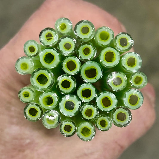 Green Anemone coe 90 Design Murrini SINGLE ROD