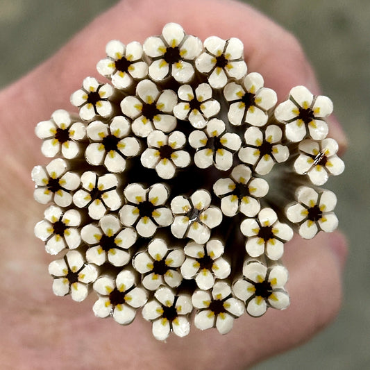 Ivory coe 90 Flower Murrini SINGLE ROD