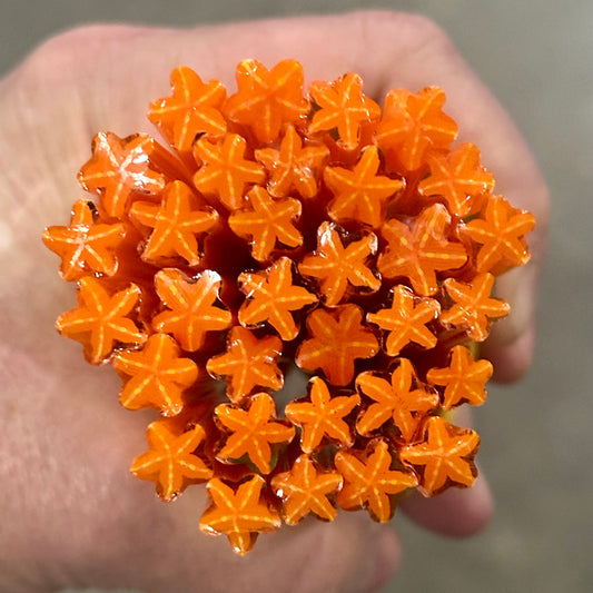 Orange Starfish coe 90 Design Murrini SINGLE ROD