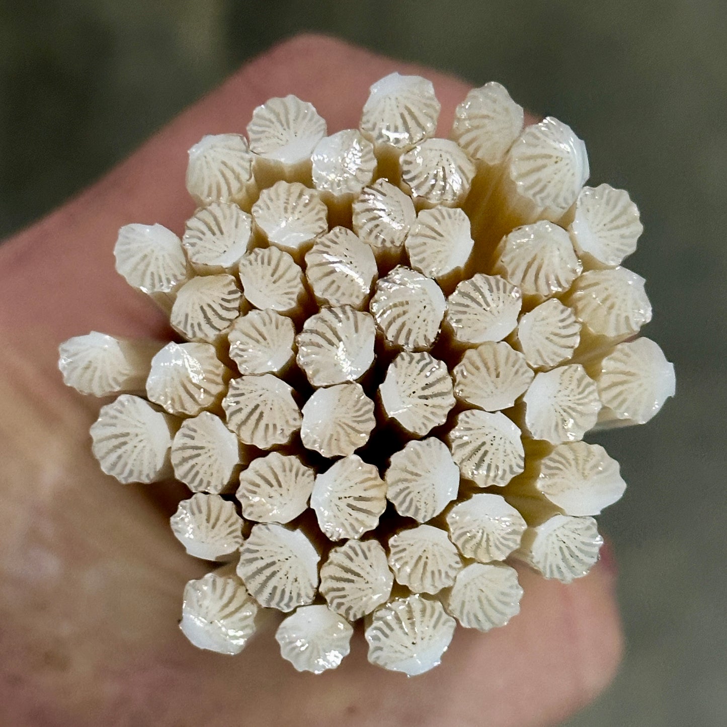 Smaller Pale Clams coe 90 Design Murrini SINGLE ROD