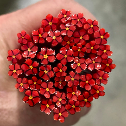 Poinsettia coe 90 Flower Murrini SINGLE ROD