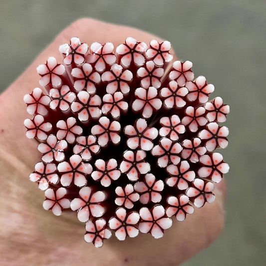 Red Noel coe 90 Flower Murrini SINGLE ROD
