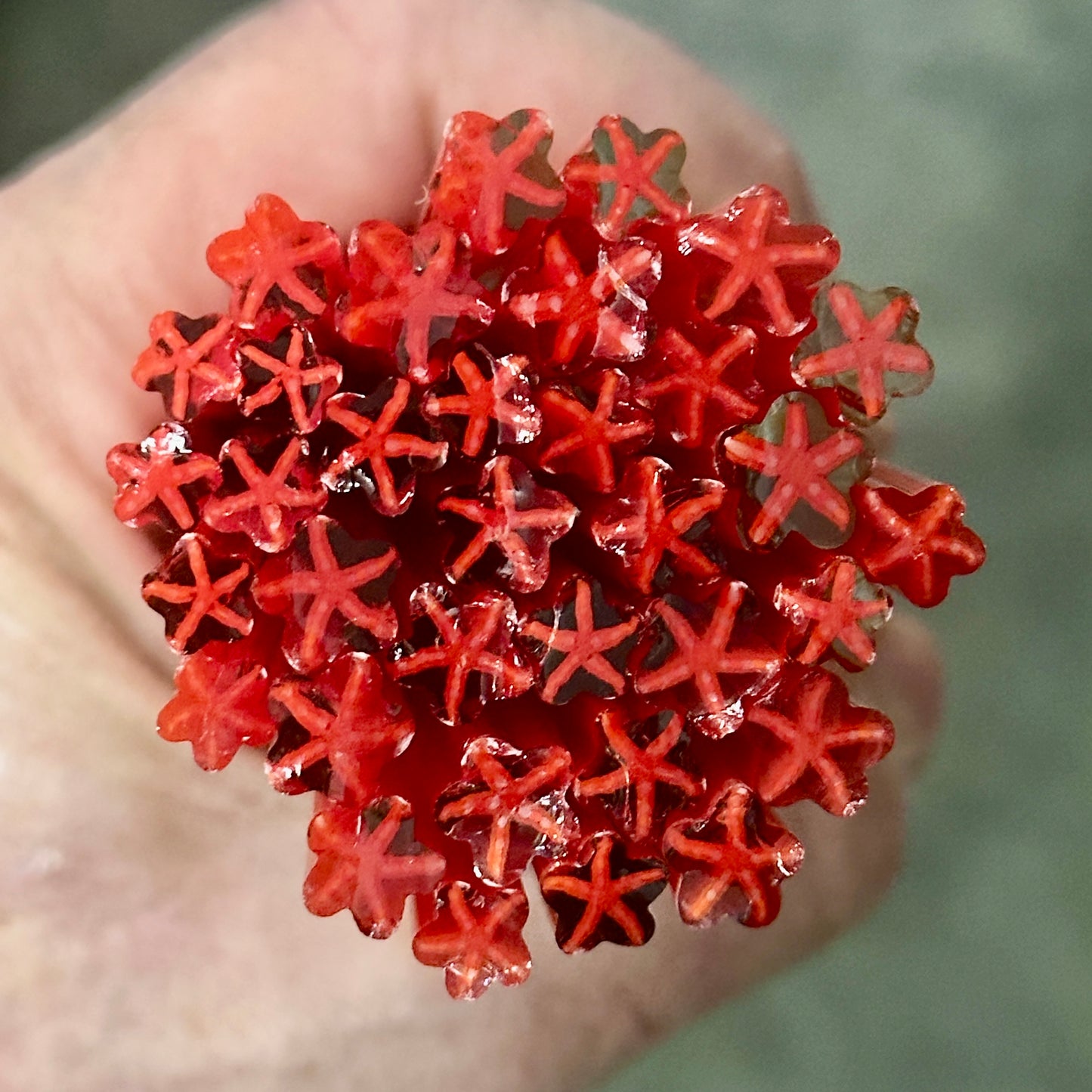Red Starfish coe 90 Design Murrini SINGLE ROD