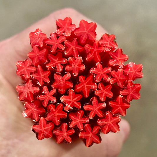 Red Starfish coe 90 Design Murrini SINGLE ROD