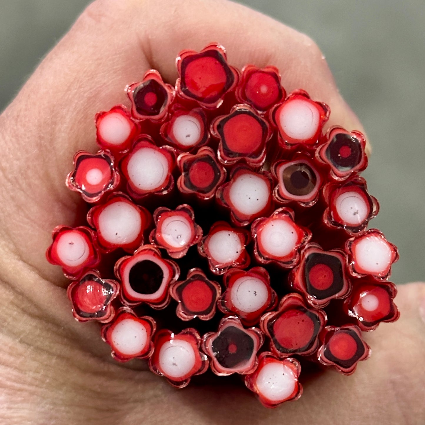 Red and White Concentric Cane coe 90 CANE