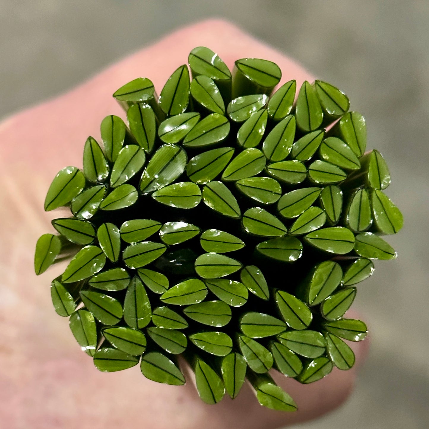 Tiny Long Leaves 1oz coe 90 Leaves Murrini TINY RODS (NOON)