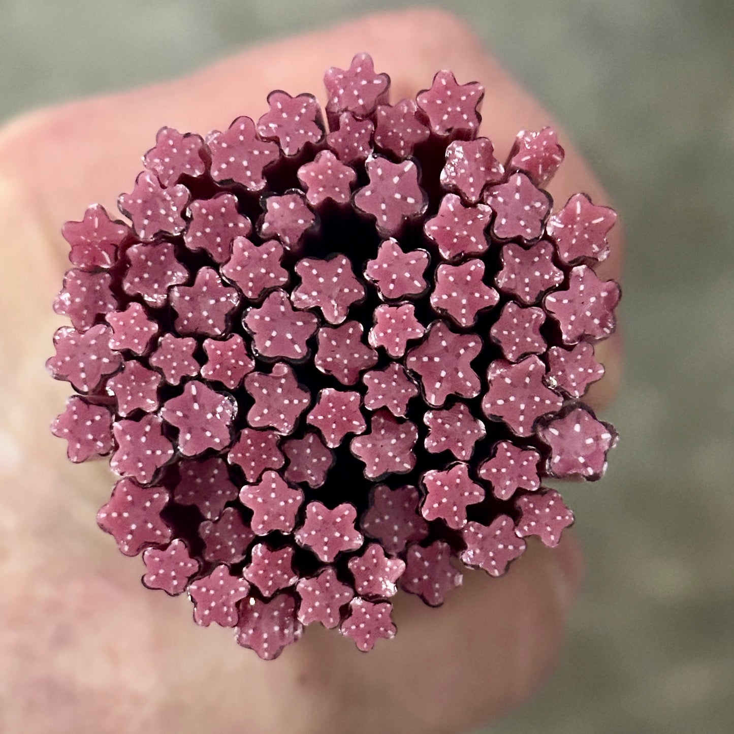 Tiny Pink STARFISH 1oz coe 90 Design Murrini TINY RODS (NOON)