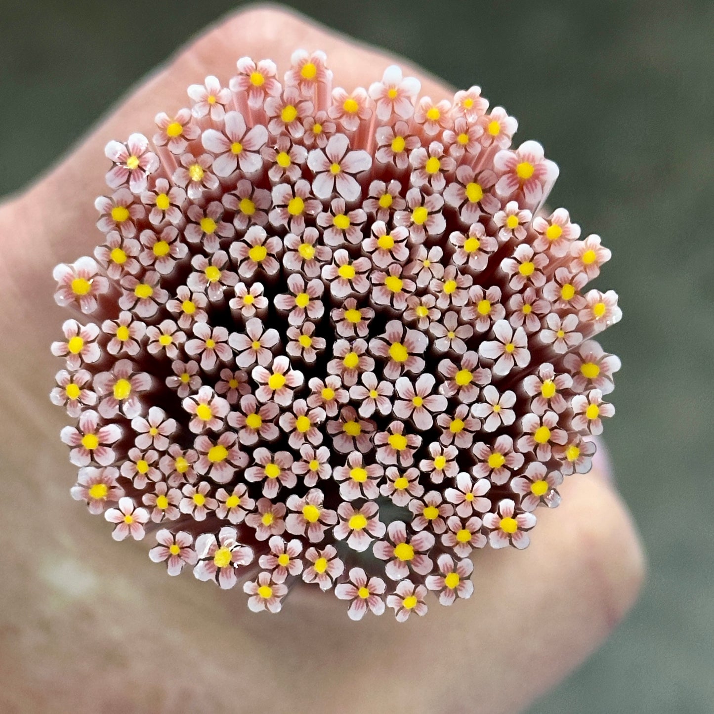 TINY Halo Blossom 1oz coe 90 Flower Murrini TINY RODS