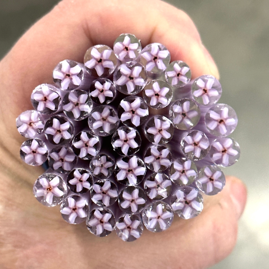 Light purple flowers.